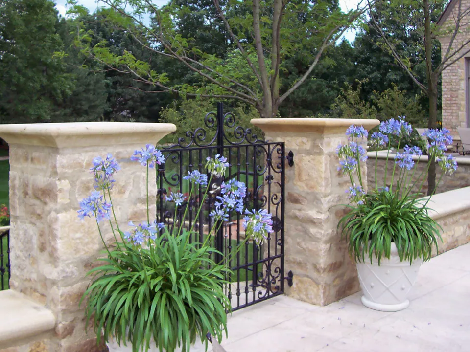 White container planters with blue agapanthus beside limestone piers and a wrought iron garden gate